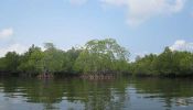 koh-kong-mangrove-forest.jpg/